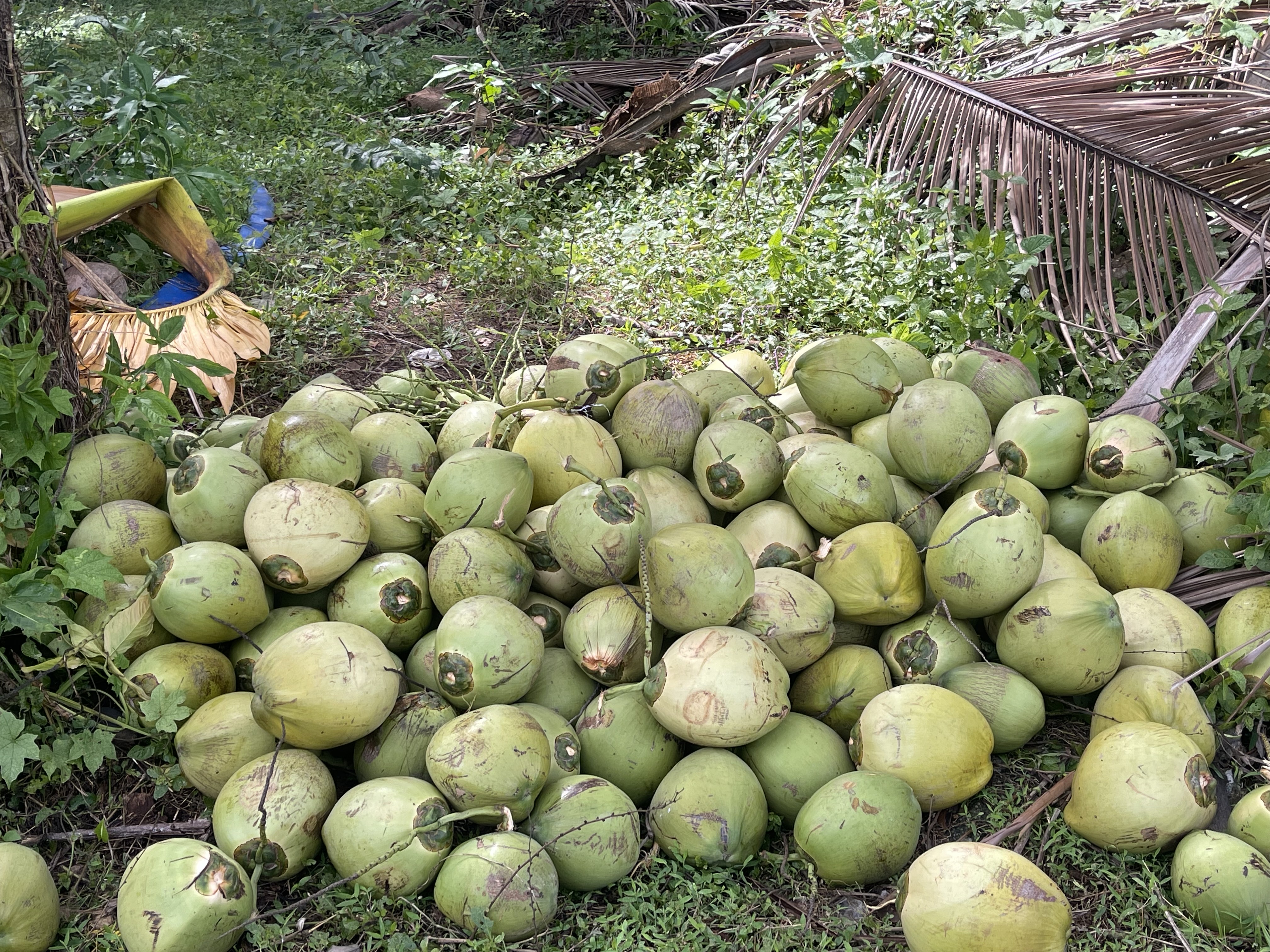 A fresh harvest of green coconuts