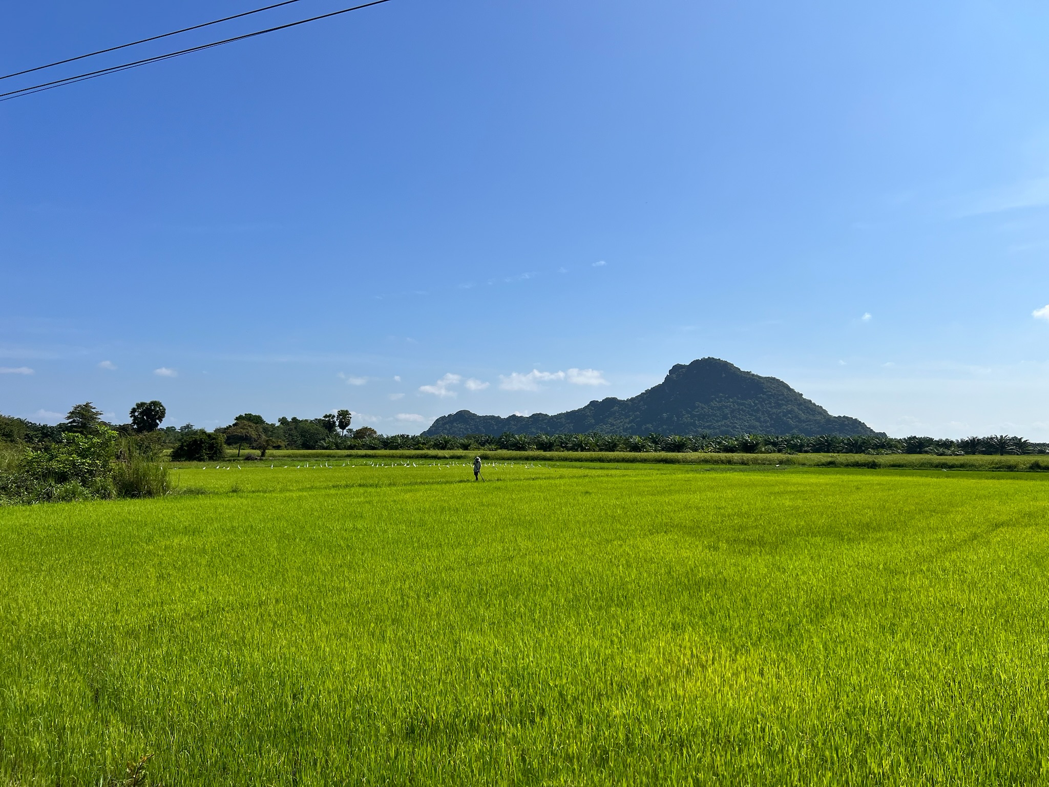 Vivid green rice fields stretching toward the Phatthalung mountains