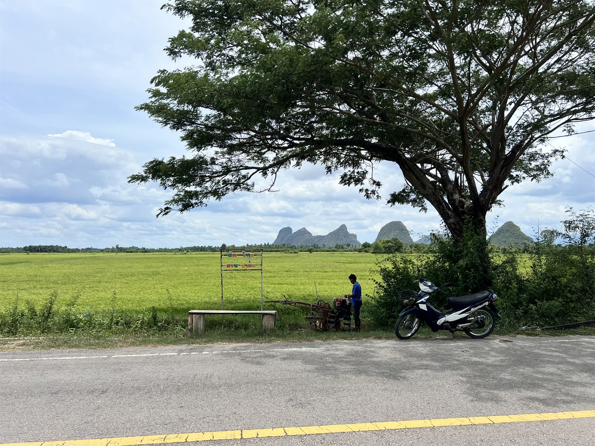 A farmer and motorbike resting beneath a large tree beside vivid rice fields
