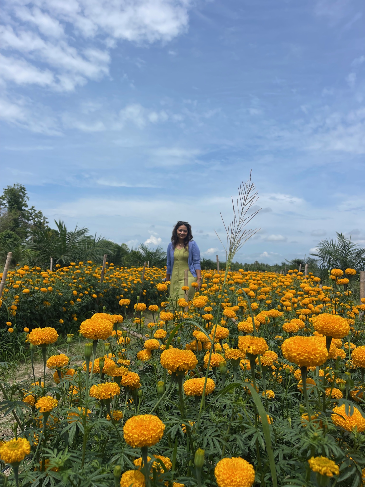 A joyful visit to a bright marigold field