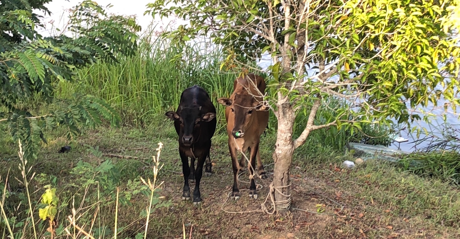 Two cattle standing beneath trees beside the water