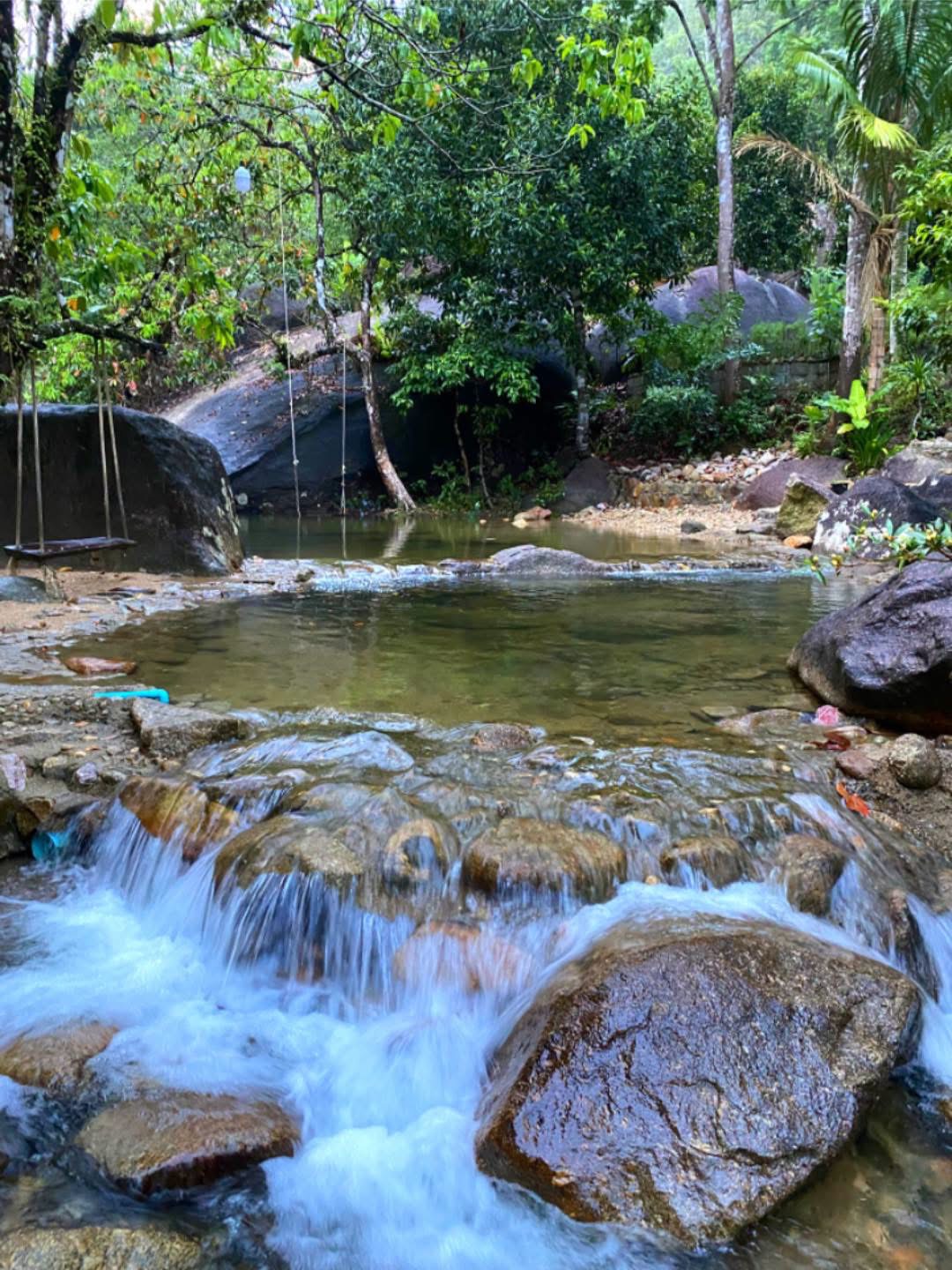 A clear forest stream flowing between smooth rocks beneath the trees