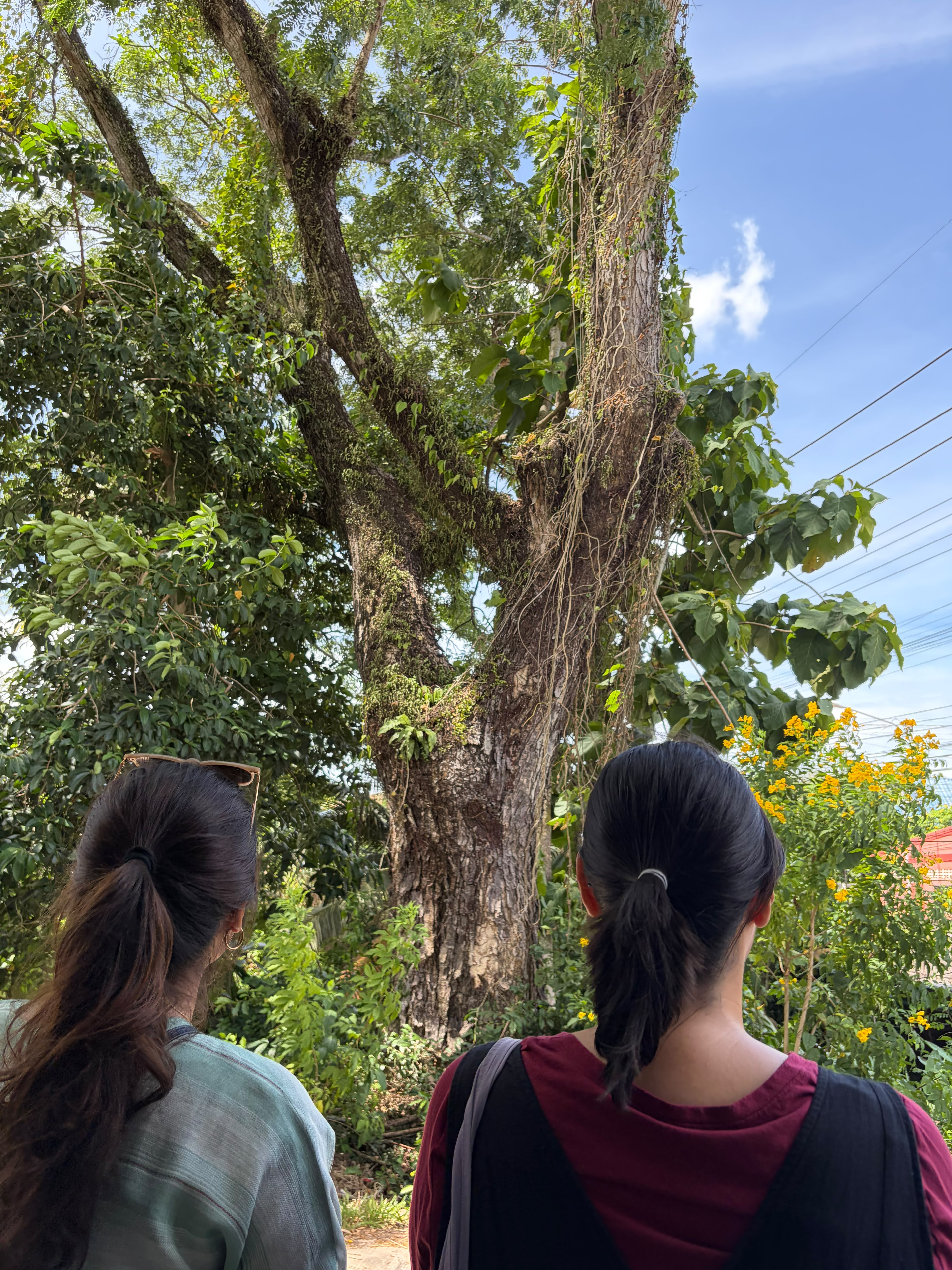 Two friends pausing beneath an old tree in Phatthalung