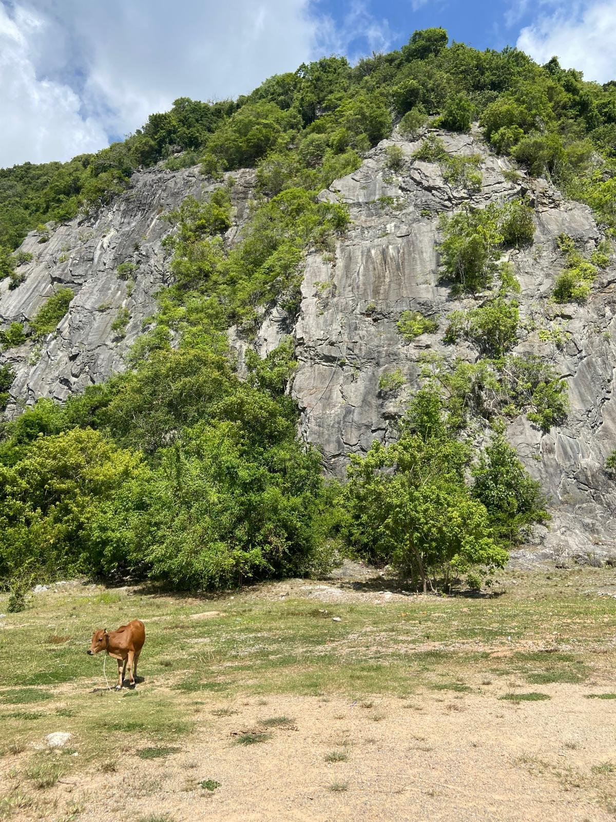 A small cow standing beneath a broad limestone cliff
