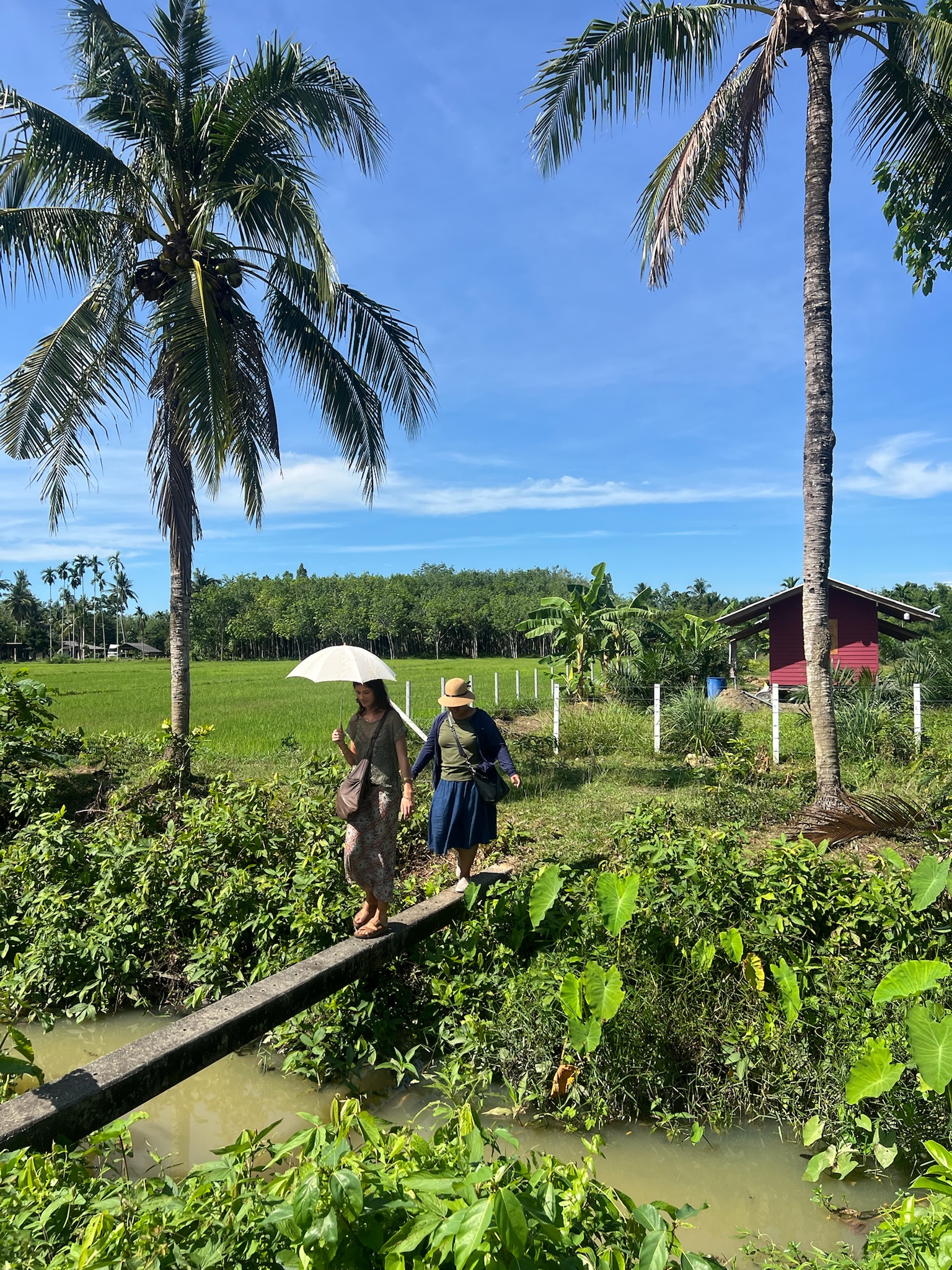 Two friends walking beside green rice fields